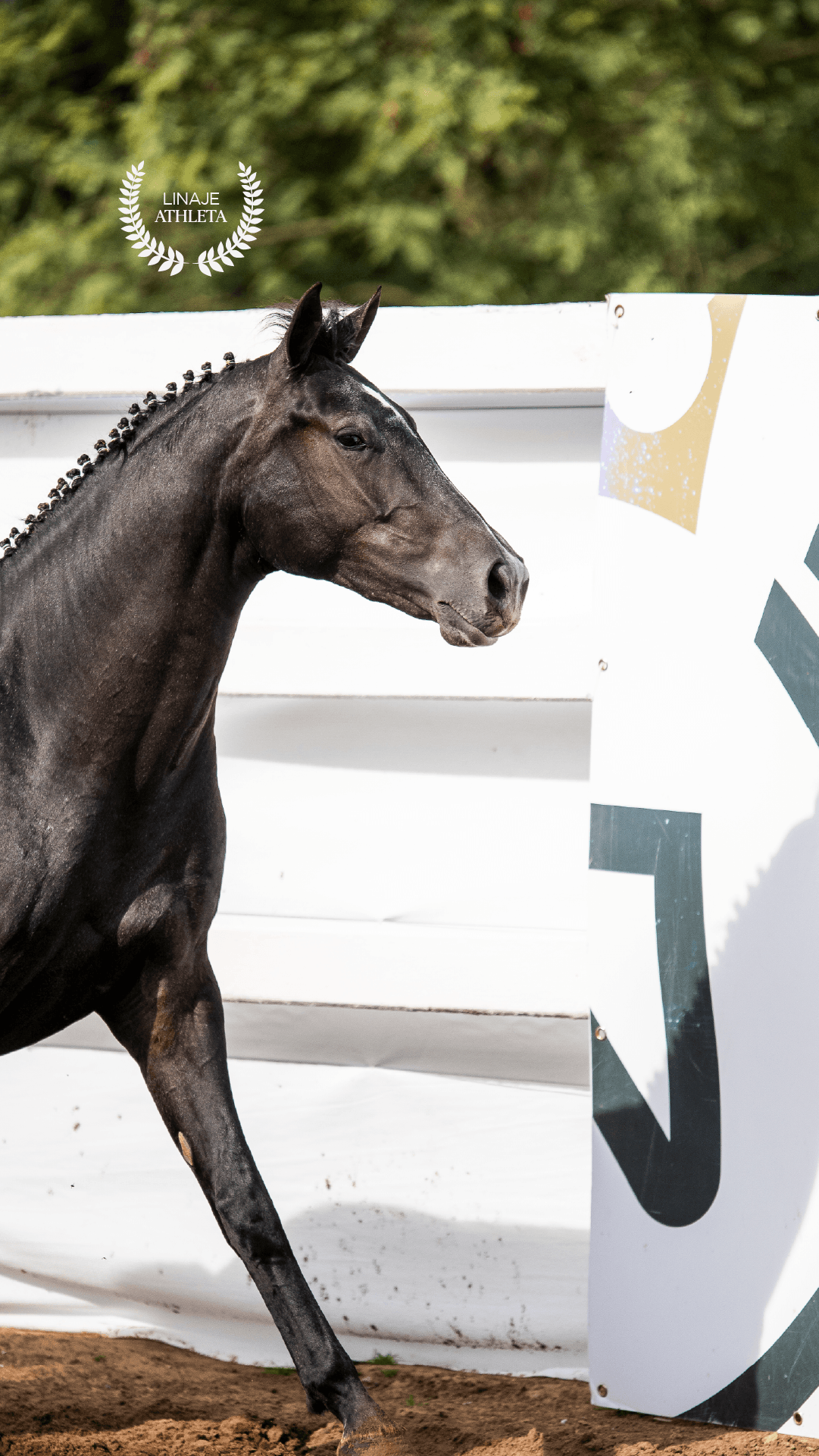 Pegasus Olympic Girl